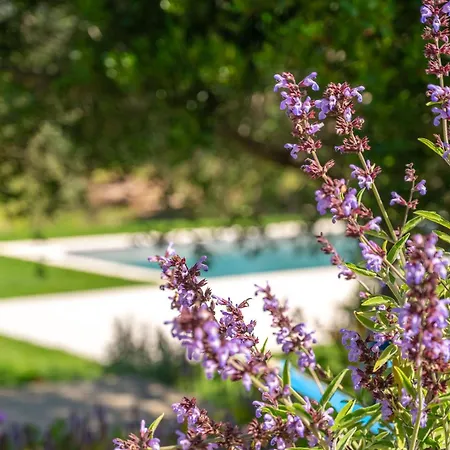 Holiday home L'aldia Costa Smeralda *